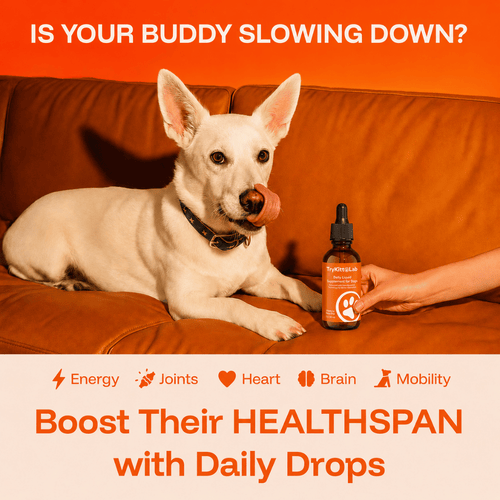 Daily Dog Supplement
