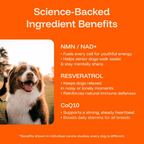Daily Dog Supplement
